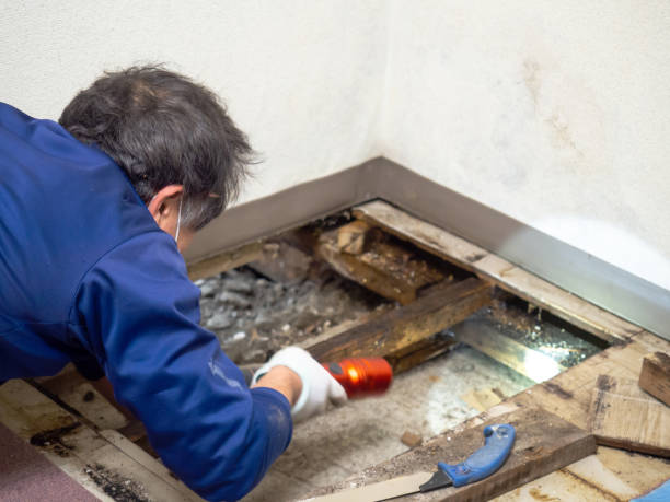 Trusted Daly City, CA Mold Removal Experts