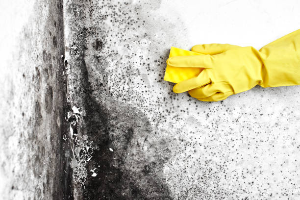 Best Emergency Mold Removal  in Daly City, CA