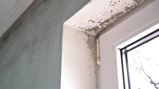 Best Commercial Mold Removal  in Daly City, CA