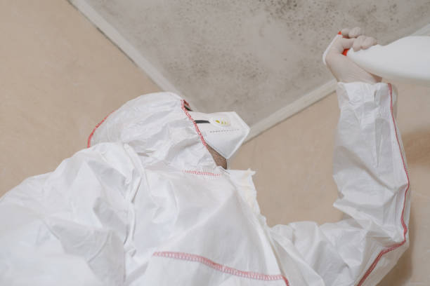 Best Local Mold Removal Service  in Daly City, CA