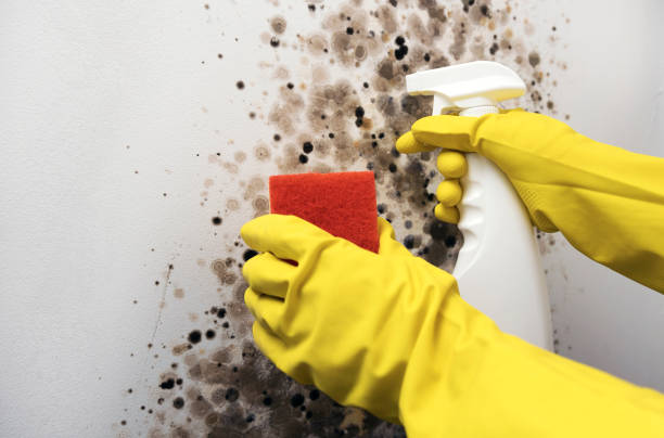 Best Mold Cleaning Services  in Daly City, CA