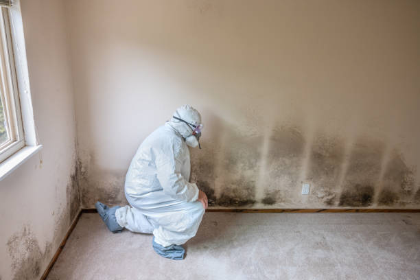 Best Mold Damage Repair  in Daly City, CA