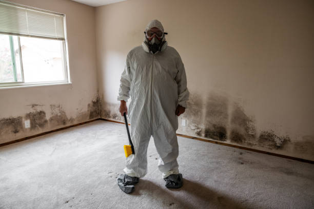 Best Toxic Mold Removal  in Daly City, CA