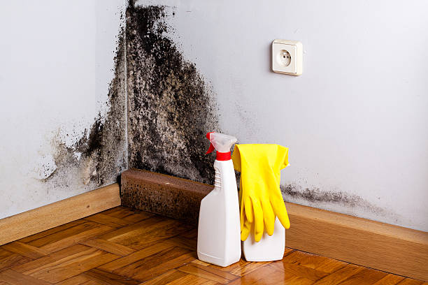 Best Mold Testing  in Daly City, CA