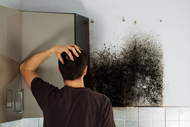 Best Office Mold Removal Services  in Daly City, CA