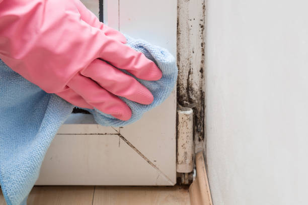 Office Mold Removal Services in Daly City, CA