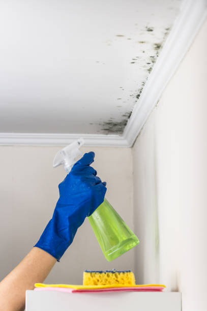 Best Mold Removal Near Me  in Daly City, CA